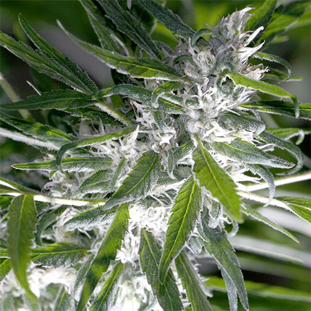 What is the Best Grow Box