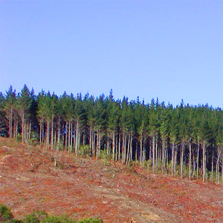 sa pine pinus radiata