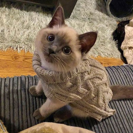 MAKING WINTERWEAR FOR YOUR PETS USING AN OLD SWEATER