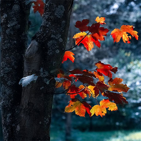 AUTUMN HOME MAINTENANCE
