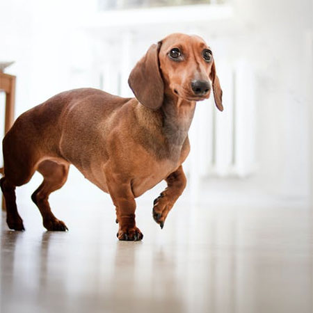 Pet-Friendly Home Interior Trends