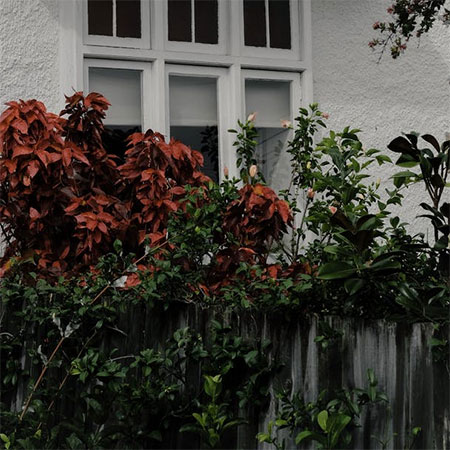 Fix your fence and woodwork