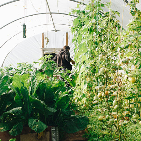 5 Tips for Your First Winter Vegetable Garden