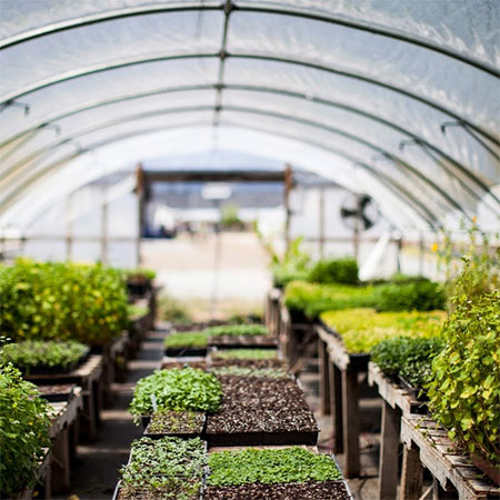 4 Tips On Setting Up Your 6x8 Greenhouse