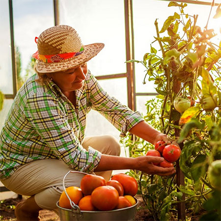 4 Tips On Setting Up Your 6x8 Greenhouse