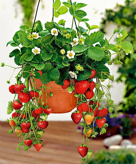 Why You Should Grow Strawberries in Your Garden