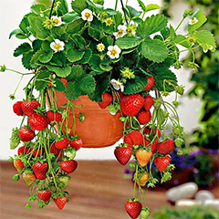 grow strawberries in your garden