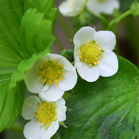 flowers of strawberry plant