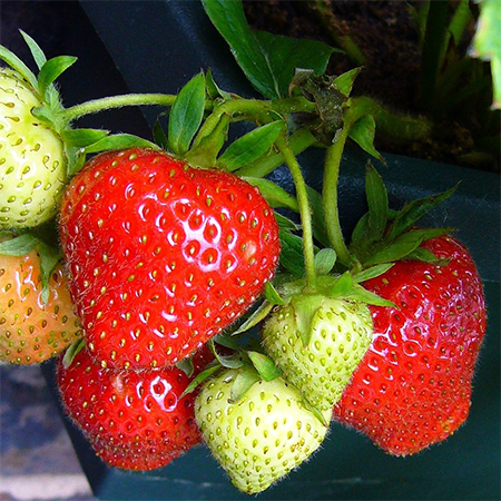 how to grow strawberries