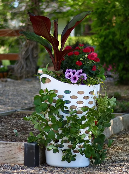 laundry basket for growing strawberries