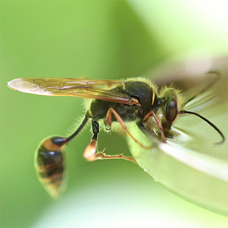 Identifying Common Summer Pests