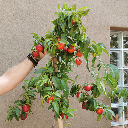 Can you to Grow Fruit Trees in a Small Garden?