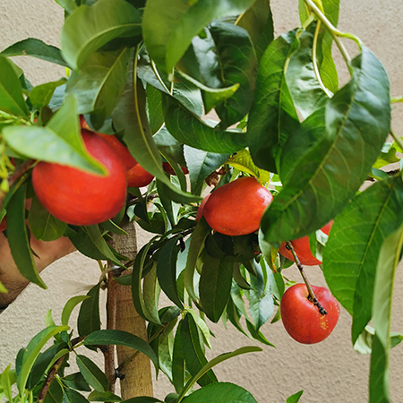 Can you to Grow Fruit Trees in a Small Garden?