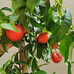 can you grown fruit trees in small garden