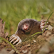 protect your garden from moles