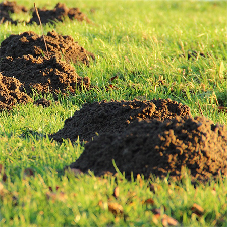 How To Protect Your Backyard from Mole Damage