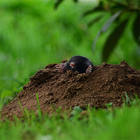 How To Protect Your Backyard from Mole Damage