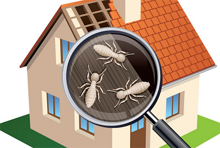 Do's and Don'ts of Termite Control
