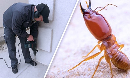 Do's and Don'ts of Termite Control