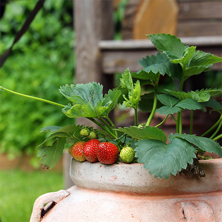 grow your own fruits and vegetables