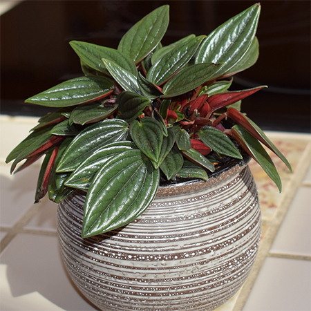 plants that thrive in low light