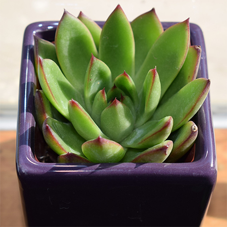 succulent indoor plants