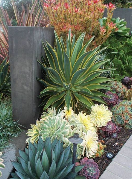 succulent display in garden