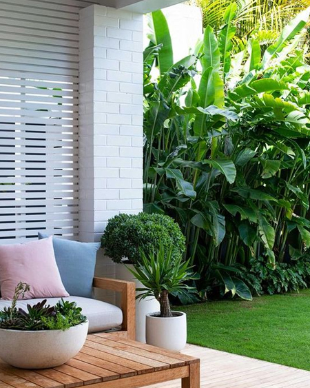foliage or plant privacy screen for outdoors