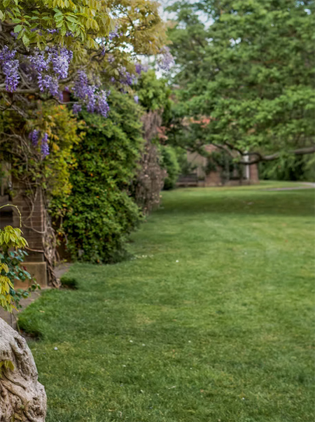 Turn Your Lawn into a Lush Green Carpet