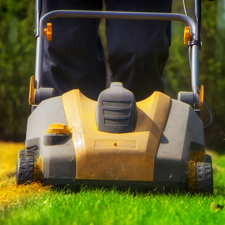 scarify the lawn