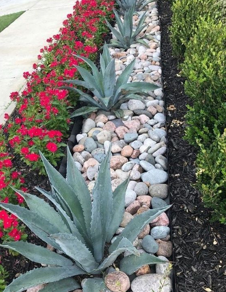water wise plants that are drought tolerant for beds and borders