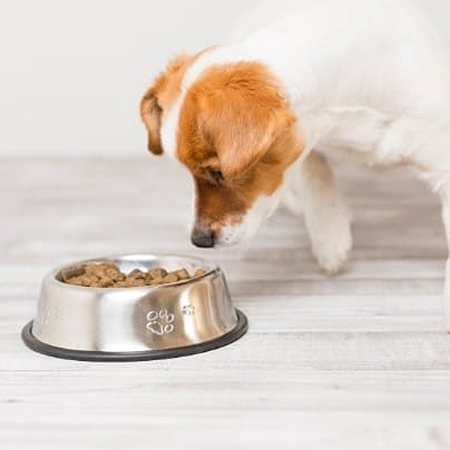 Handy Tip: How to keep Ants out of the Dog Food Bowl