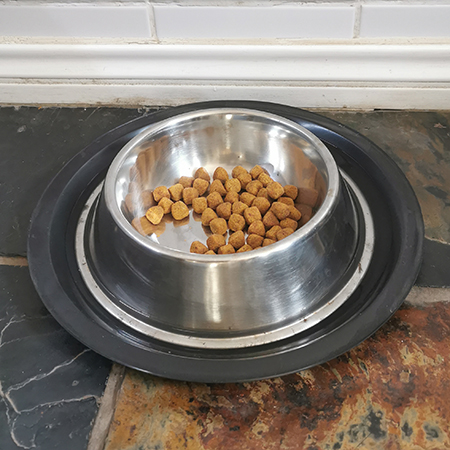 How to Keep Ants Away from Pet Food Bowls