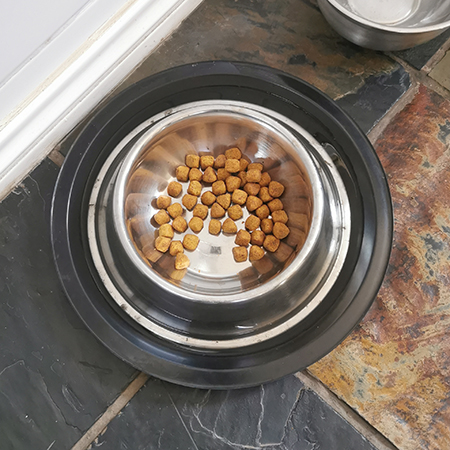 How to Keep Ants Away from Pet Food Bowls