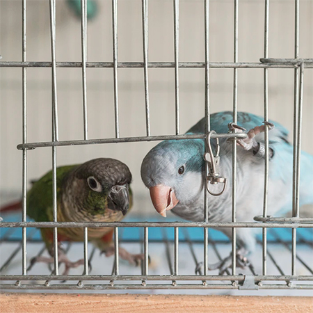 4 Reasons for Students to Take in a Pet