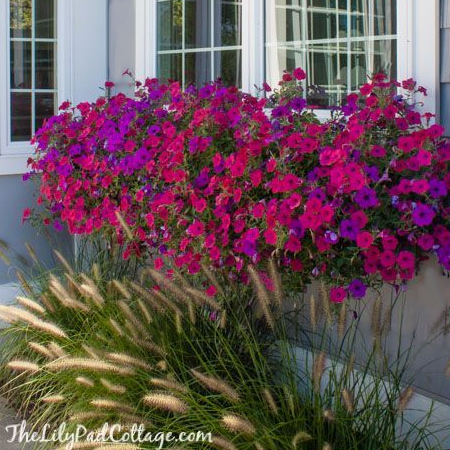 window boxes provide colour without taking up space