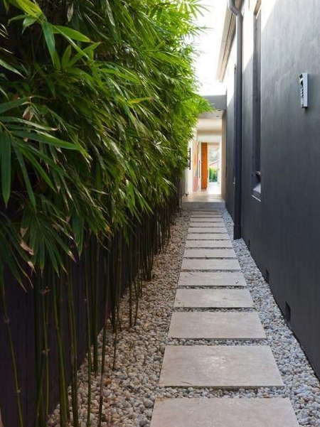 fast growing bamboo to cover ugly fence