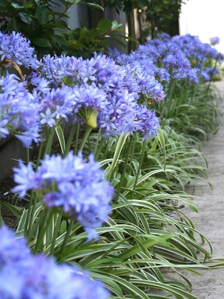 how to divide agapanthus
