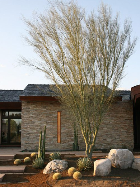 trees for small garden or pavement