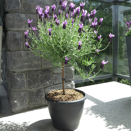how to grow mini lavender topiary trees