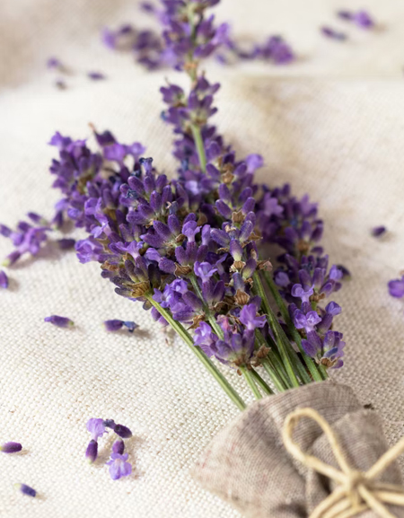 Health and Mental Benefits of Lavender
