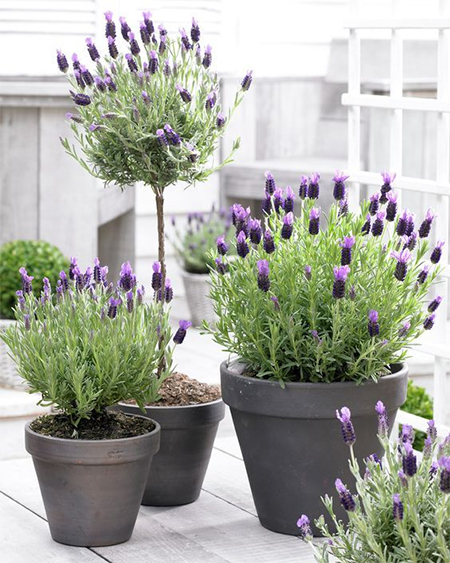grow lavender in a garden