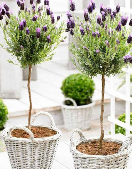 how to grow mini lavender topiary tree