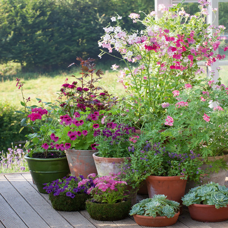 potted plants for colourful garden