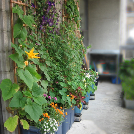 grow vegetables in small garden