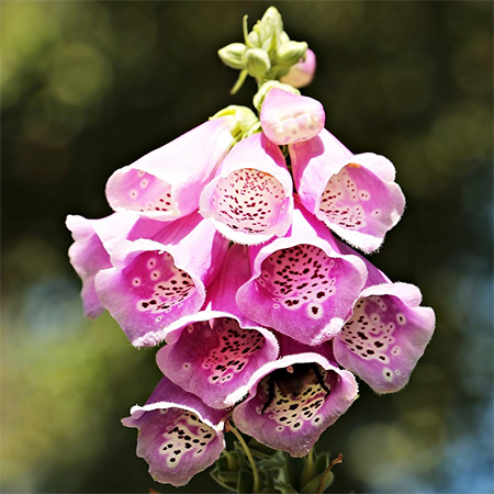 Toxic Plants To Be Aware Of