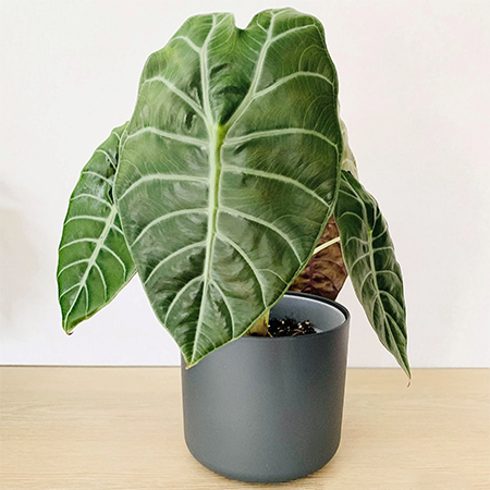 alocasia plant toxic