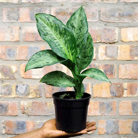is dumb cane toxic
