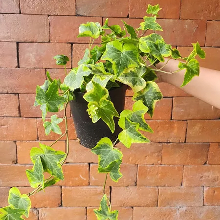 is english ivy toxic