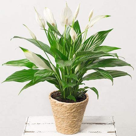 is peace lily toxic